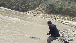 Goonch River Monster 20 Kg fishing at Koshi River Nepal [upl. by Longo]