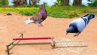 Easy Bird Trap  Simple Unique Pigeons Trap Using Pliers And Pen [upl. by Shipman]