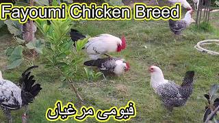 Fayoumi Chicken Breed [upl. by Halli]