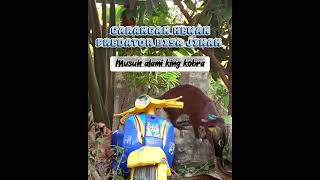 🔴musuh alami king kobragarangan hewan predator bisa jinak‼️ garangan musang moongoose shorts [upl. by Gavrilla374]