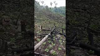 Siguen creciendo los frijoles en el rancho piedra redonda [upl. by Tonkin22]