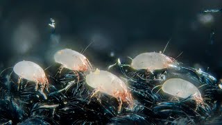 Los ácaros de la cama BAJO EL MICROSCOPIO 🔬  SHORT [upl. by Arised]