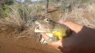 African bullfrog [upl. by Seuqirdor]