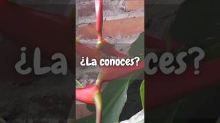 Heliconia farinosa 🌹 viral foryou shortvideo shorts parati fyp nature fypシ゚viral [upl. by Penthea]