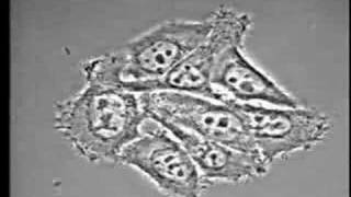 Salmonella invadindo uma célula [upl. by Yrkcaz]