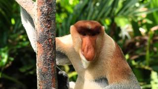 Proboscis Monkey in the Borneo Rainforest [upl. by Nosnehpets]