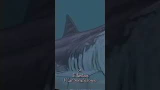 Top 5 Weirdest Prehistoric Sharks  sharkweek [upl. by Namron]