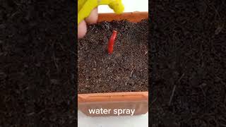 Chilli Growing Tips and Tricks chilliplants plantgrowingtips [upl. by Attevaj]