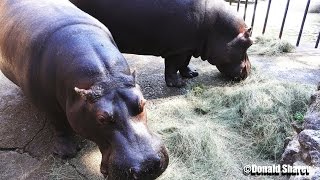 Big hippos eating hay in 4K [upl. by Folly530]