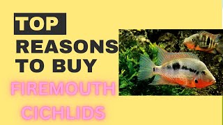 Reasons to buy firemouth cichlids [upl. by Cawley]