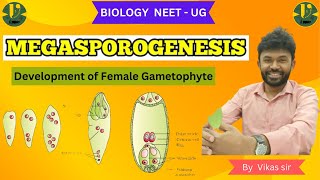 MEGASPOROGENESIS Development of Female Gametophyte Biology NEET  UG BY Vikas sir [upl. by Benisch]