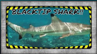 BLACKTIP REEF SHARK FACTS [upl. by Hesoj]