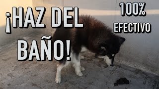 como entrenar UN PERRO a IR AL BAÑO donde quieras  MartGon [upl. by Zacharia801]