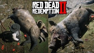 RED DEAD REDEMPTION 2  ¡¡¡ JABALÍ GIGANTE   COMO CAZARLO Y SU UBICACIÓN   Gameplay [upl. by Israel469]