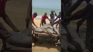 Sauvetage de Tortue pt 2 💕🇸🇳 [upl. by Adym]