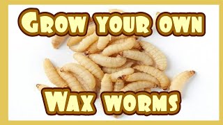 How to Grow Wax Worms [upl. by Nivk]