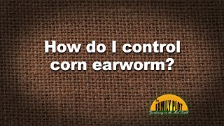 QampA  How do you control corn earworm [upl. by Arlan]