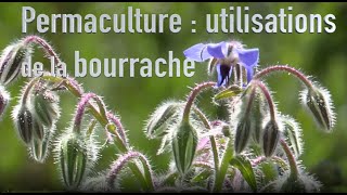 Comment utiliser la bourrache au potager [upl. by Montfort840]