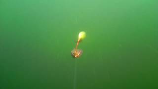 Spinnerbait fishing underwater view [upl. by Duquette]