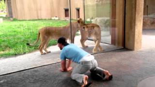 How to play with lions at the zoo [upl. by Mark]