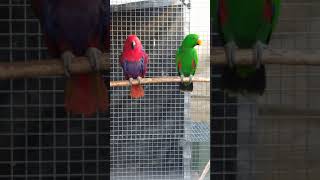 Red sided Eclectus Mature Pair [upl. by Eimaral]