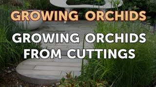 Growing Orchids From Cuttings [upl. by Delanty532]