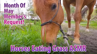 Horses Eating Grass ASMR [upl. by Mroz524]