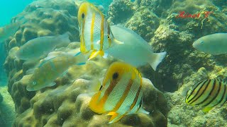 Guide didentification des poissons tropicaux du Pacifique et de locéan Indien [upl. by Teiv549]