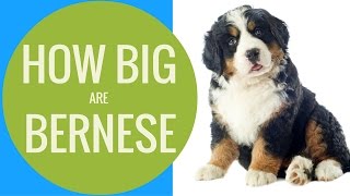 How Big Are Bernese Mountain Dogs  Bernese Of The Rockies [upl. by Leugim]