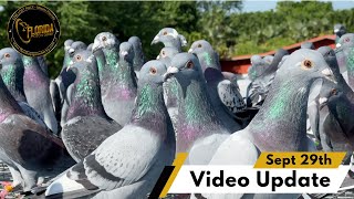 VIDEO UPDATE FLORIDA PIGEON DERBY September 29th 2023 [upl. by Iahc]