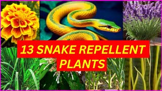 Curiosity The Powerful 13 Plants That Keep Snakes Away [upl. by Bilek]