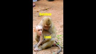 MG Luna leave newborn Luno alone Rainbow try help baby Luno Monkey 24h is live [upl. by Sholeen770]