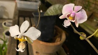 Phalaenopsis schilleriana  Struggles of Growing Orchid species in Lowlands ✨ [upl. by Slrahc]