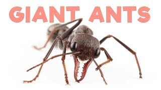 Ant Room Tour  Giant Bull Ants [upl. by Yelekreb566]