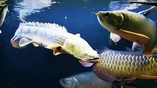 Polypterus Congicus swimming [upl. by Yadseut]