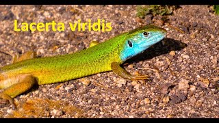 Lacerta viridis The European green lizard by Theo [upl. by Shena]