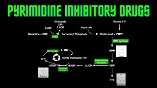 USMLE Step 1  Lesson 5  Pyrimidine Inhibitory Drugs [upl. by Pryor]