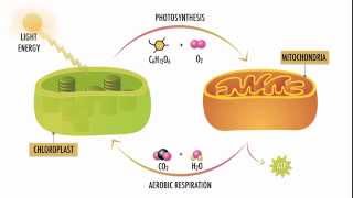 Photosynthesis and Respiration [upl. by Jameson915]