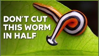 Dont Cut ✂️ This Worm in Half  Nature Nuggets [upl. by Rodi148]