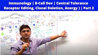 Immunology  BCell Dev  Central Tolerance  Receptor Editing Clonal Deletion Anergy   Part 2 [upl. by Edlitam]