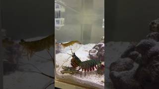 Feeding my Mantis Shrimp a MASSIVE SHRIMP [upl. by Areehs]