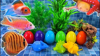 Colorful surprise eggs lobster snake koi cichlid betta fish frog turtle butterfly discus [upl. by Nodaj]