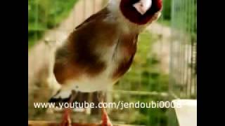 My 2 years old Goldfinch song [upl. by Anstice]