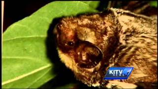 The Hoary Bat may become Hawaiis state mammal [upl. by Elfreda42]