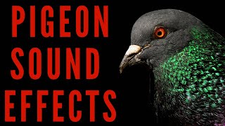 PIGEON SOUND EFFECTS  How Does Pigeon Sounds  maktubytv [upl. by Yendis]