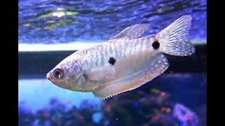 スリースポットグラミー Three spot gourami Blue gourami Trichogaster trichopterus [upl. by Esma]