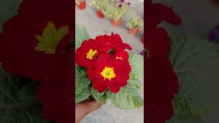 primula vulgaris flower plant flowers plants gardening shorts [upl. by Arhez]