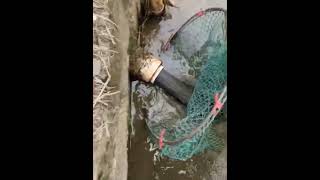 Fishing videos ll Trap fishing videos ll A lot fish video ll Best traditional Catch fish videos ll [upl. by Niven]