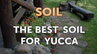 The Best Soil for Yucca [upl. by Shermy]