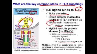 Lecture 4 Pattern recognition Receptors PRRs and Tolllike Receptor TLR Signaling [upl. by Aimek730]